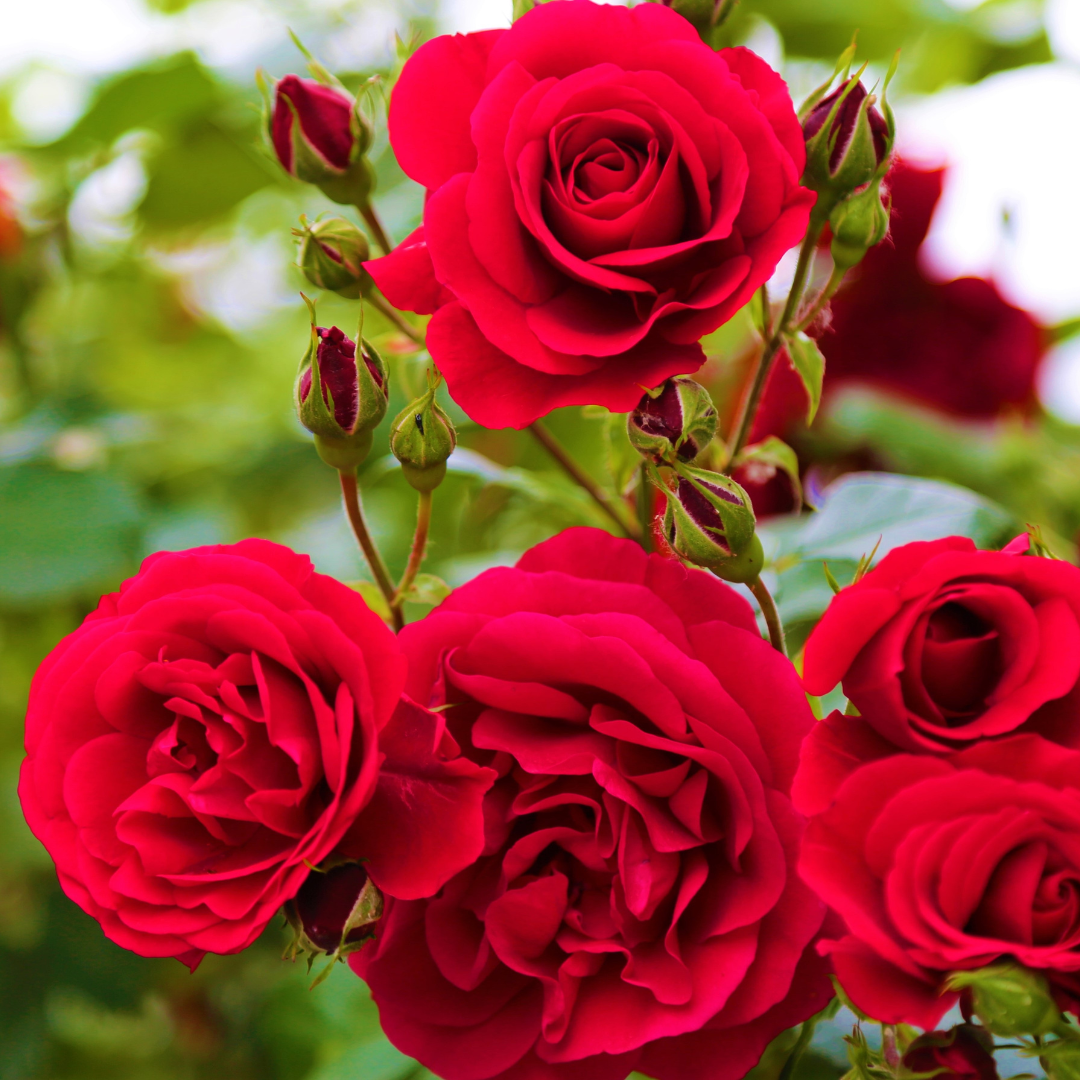 Live Rose Plant
