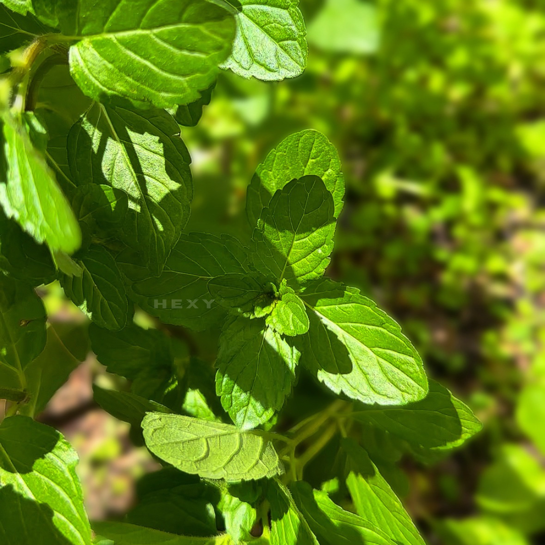 Peppermint Live Plant