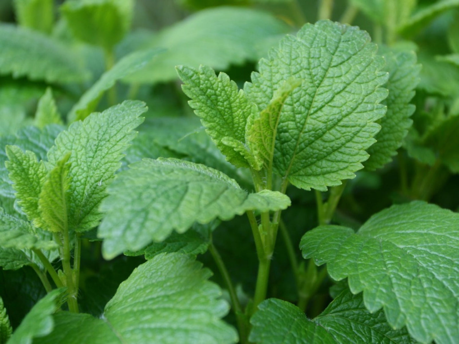 Plants, Herbs, & Garden