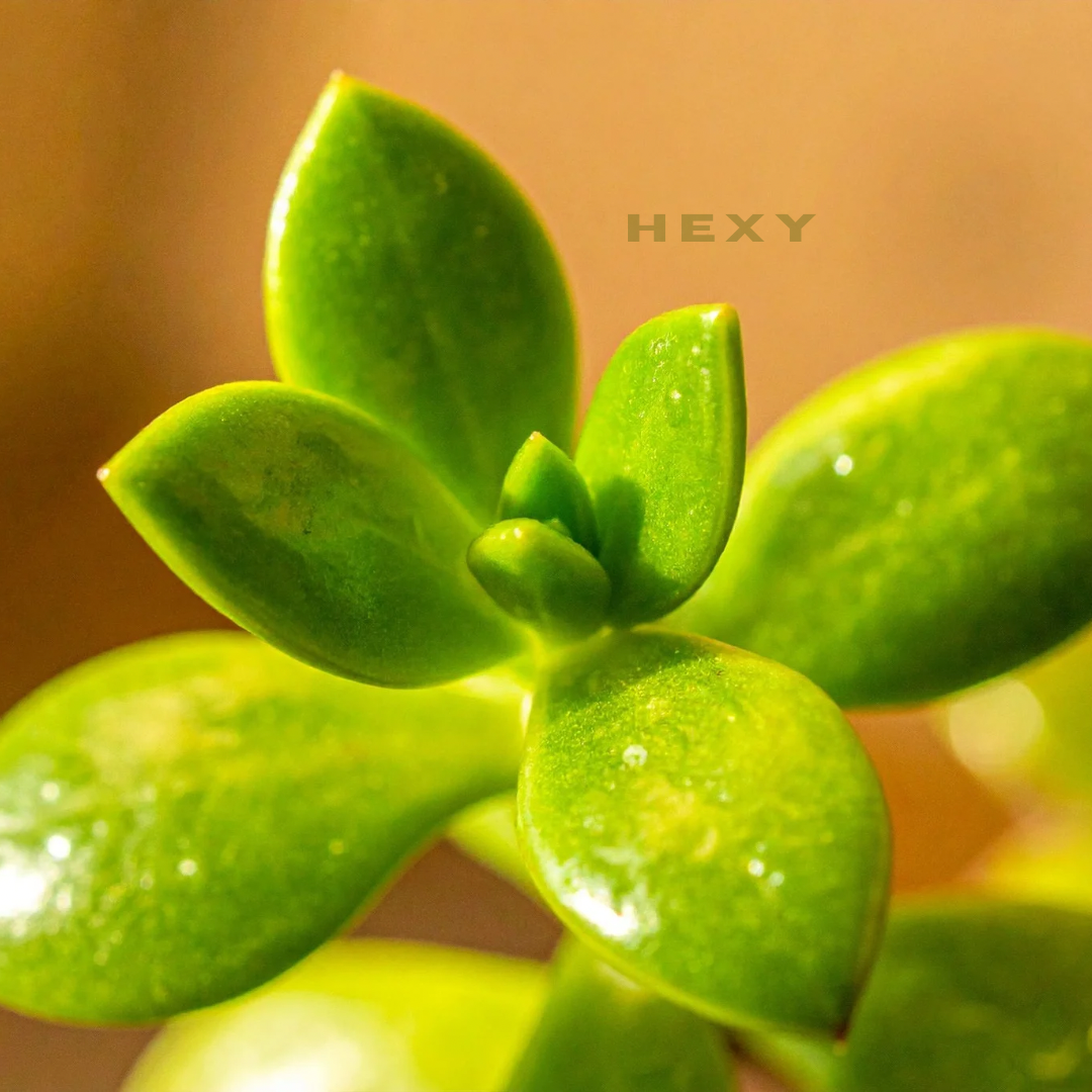 Live Jade Plant