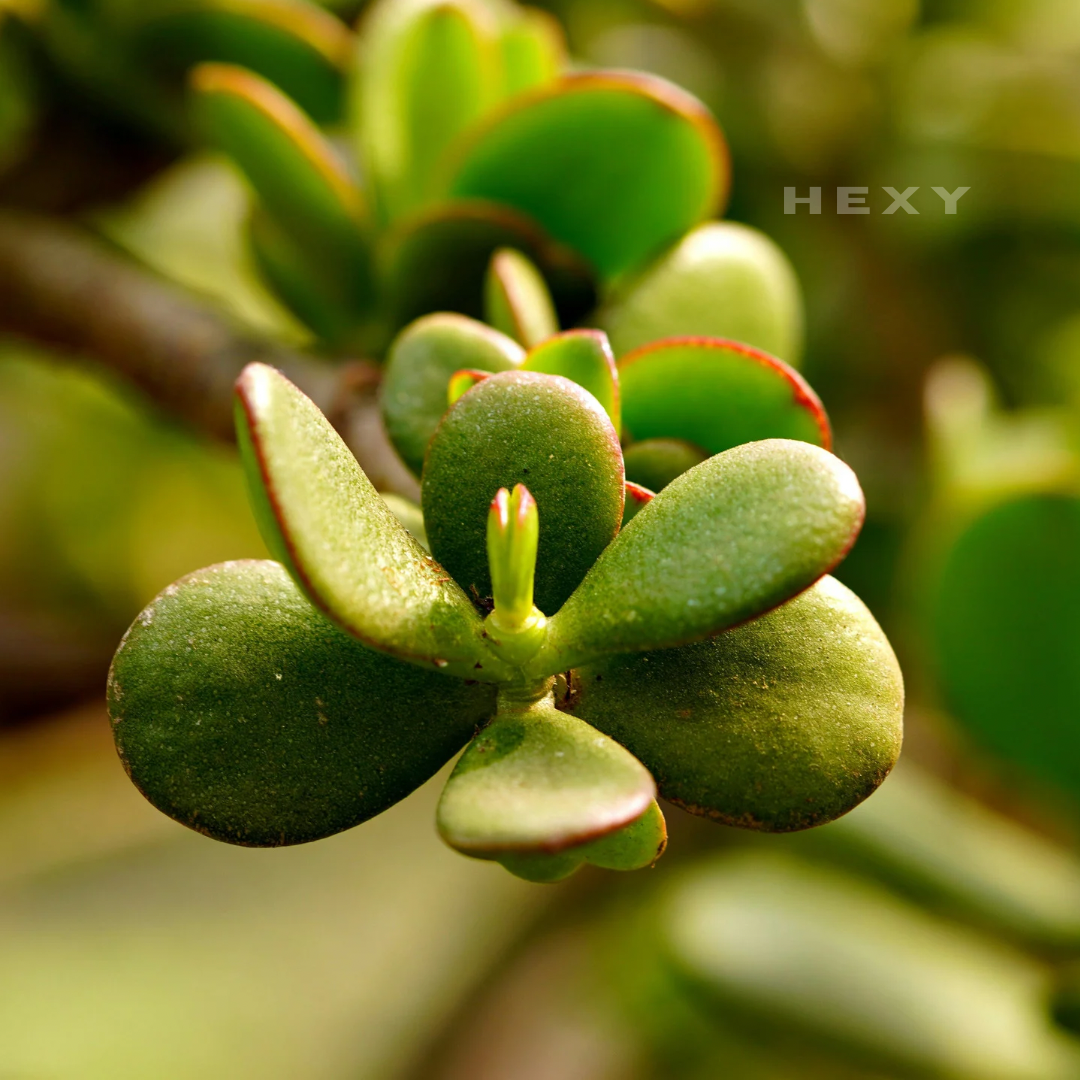 Live Jade Plant