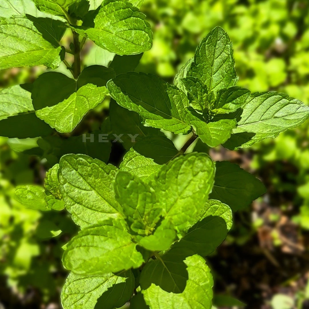 Peppermint  Live Plant