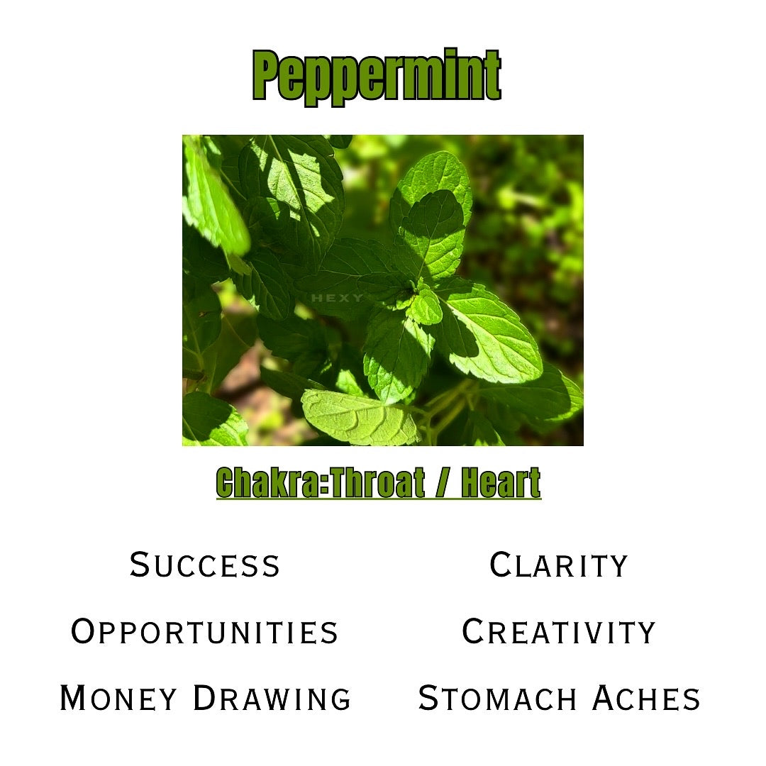 Peppermint  Live Plant