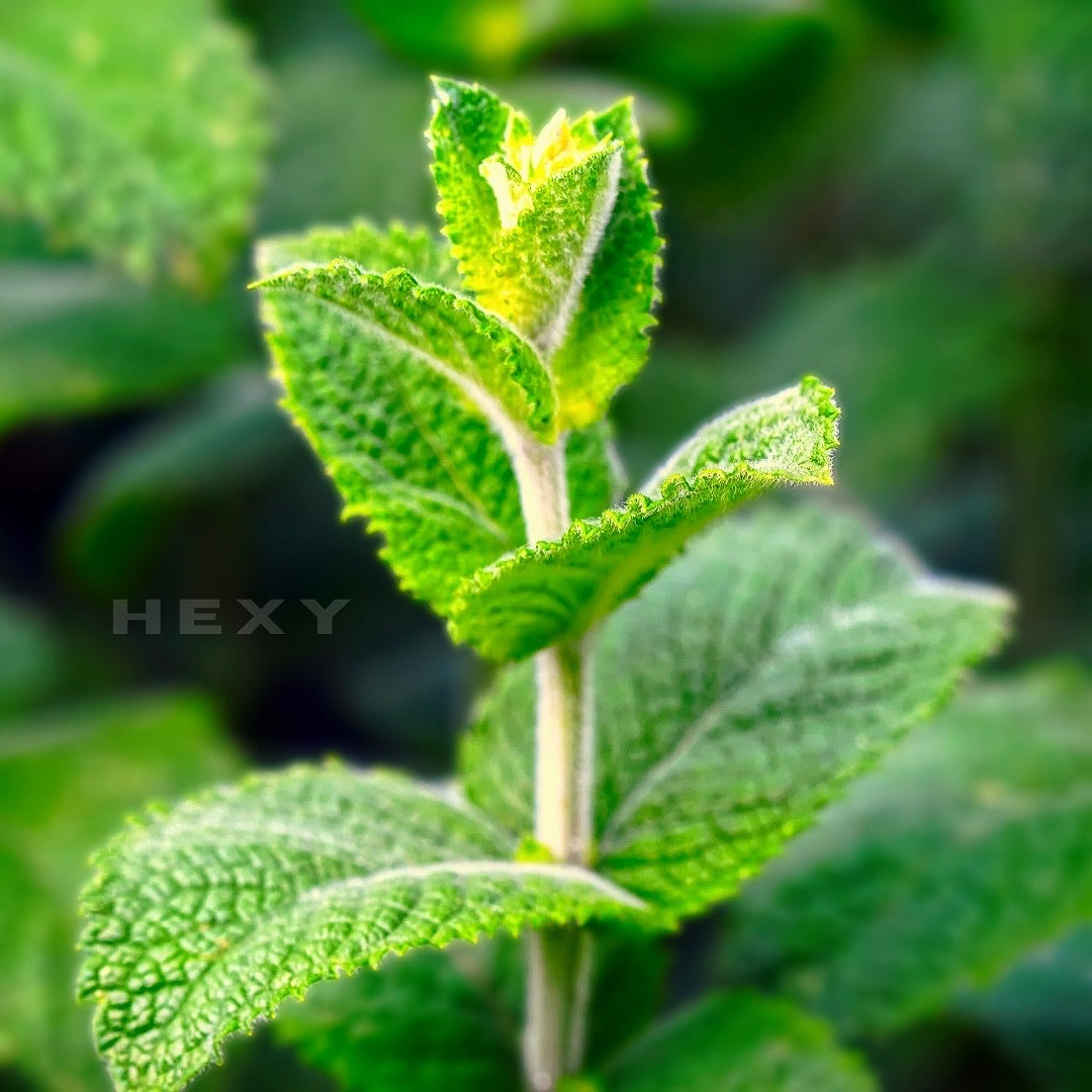 Peppermint  Live Plant