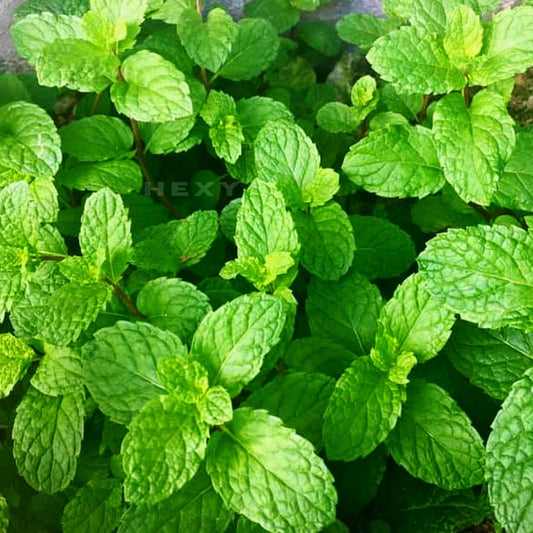 Peppermint  Live Plant