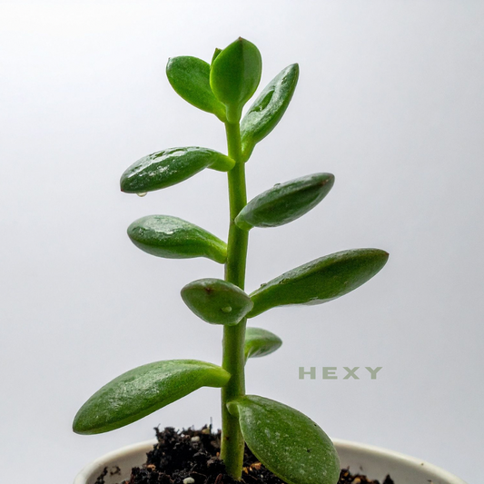 Live Jade Plant